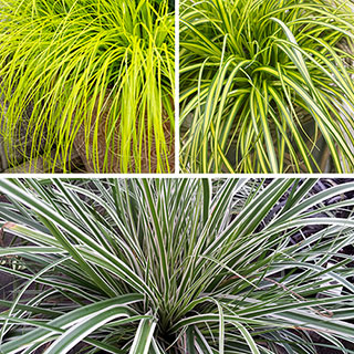 Evergreen Japanese Sedge Collection