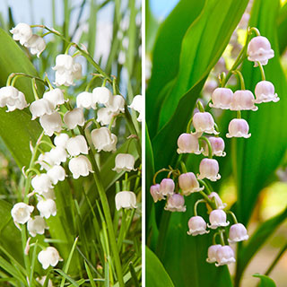 Lily of the Valley Pink And White Collection