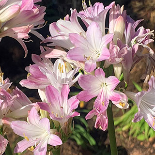 Agapanthus 'Blush Pink'