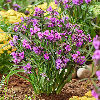 Spider Lily 'Brainstorm'