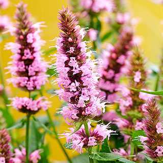 Agastache 'Beelicious Pink'