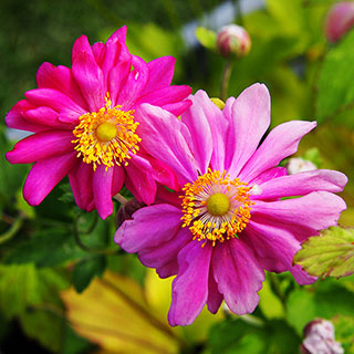 Japanese Anemone 'Prince Heinrich'