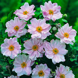 Japanese Anemone 'Queen Charlotte'