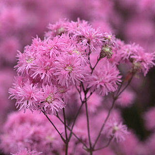 Lychnis 'Petite Jenny'