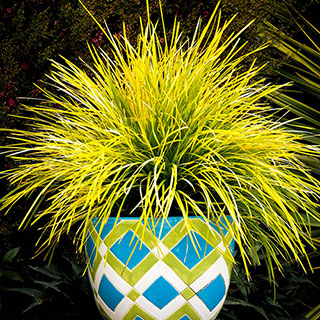 Lomandra 'Miner's Gold'