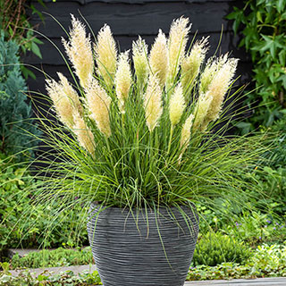 Cortaderia 'Tiny Pampa'