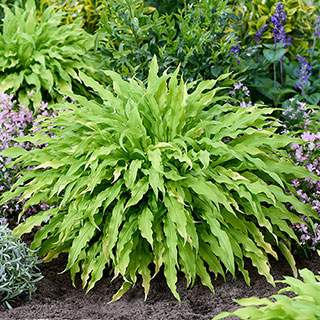 Hosta 'Party Streamers'
