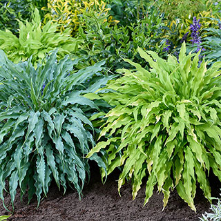 Hosta 'Twist and Shout' Collection