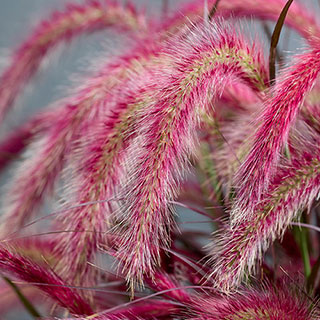 Pennisetum 'Tiny Tails'
