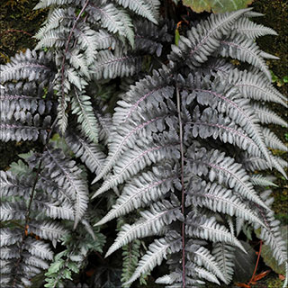 Athyrium niponicum 'Pewter Lace'