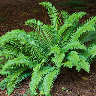 Polystichum munitum