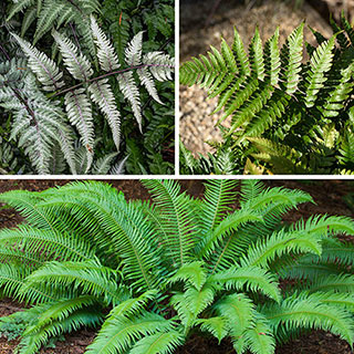 Colourful Hardy Fern Collection