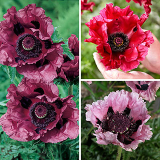 'Perfect Poppy' Papaver Collection