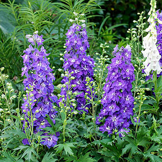 Delphinium Delgenius 'Glitzy'