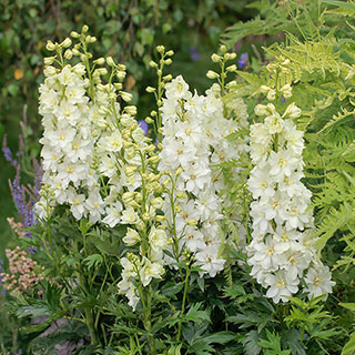 Delphinium Delgenius 'Neva'