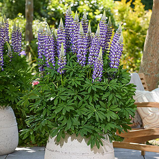 Lupin Lupinova 'Cierra'