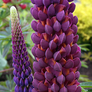 Lupin 'Masterpiece'