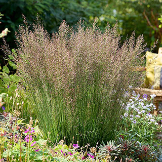 Molinia caerulea 'Banshee'