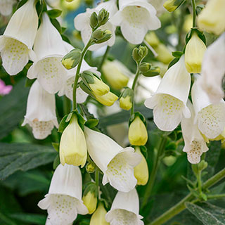 Foxglove Digitalis purpurea 'Hanabee White'