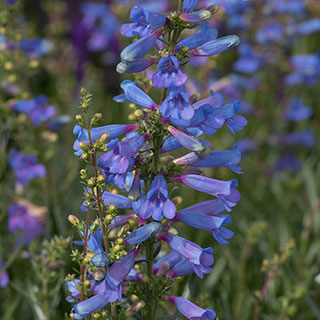 Penstemon 'Electric Blue'