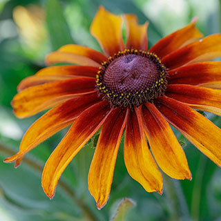 Rudbeckia 'Cappuccino'