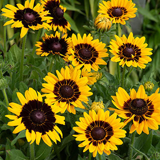 Rudbeckia 'Pawnee Spirit'