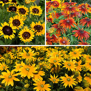 Rudbeckia hirta Collection