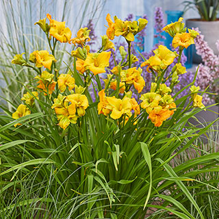 Daylily 'See You Tomorrow'
