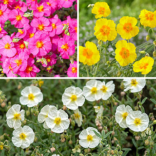 Rock Rose Collection