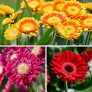 Hardy Gerbera 'Garvinea' Sweet Collection