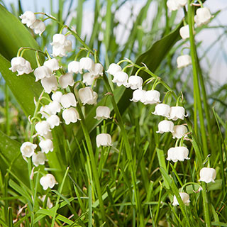 Convallaria Lily of the Valley