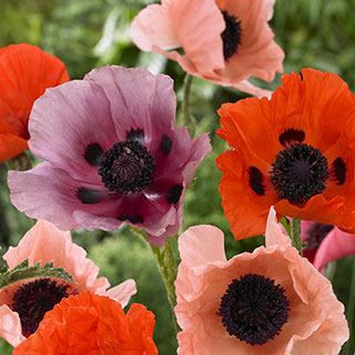 Premium Oriental Poppy Collection
