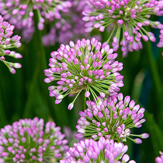 Allium 'Millenium'