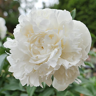 Peony 'Duchesse de Nemours'