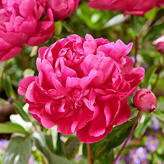 Peony 'Red Sarah Bernhardt'