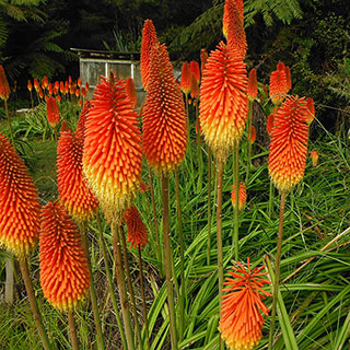 Red Hot Poker