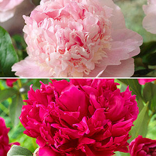 'Fragrant & Magical' Peony Collection