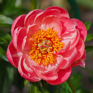 Peony 'Coral Sunset'