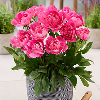 Patio Peony 'Rome'