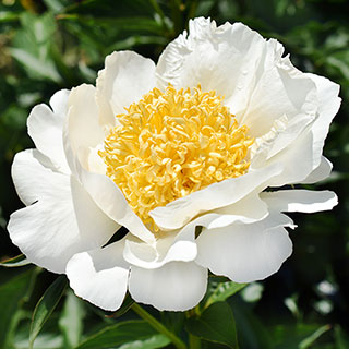 Patio Peony 'Dublin'