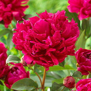 Peony 'Red Magic'
