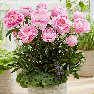 Peony 'Dinner Plate'