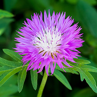 Centaurea dealbata