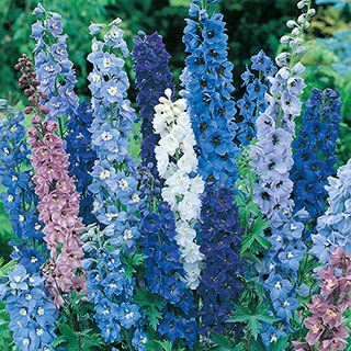 Delphinium Mix