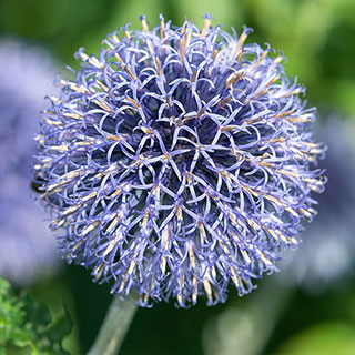 Echinops ritro Globe Thistle