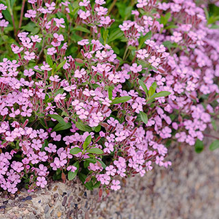 Saponaria ocymoides 'Tumbling Ted'