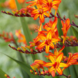 Crocosmia 'Firestars Firestarter'