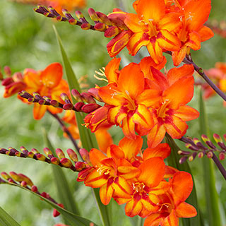 Crocosmia 'Firestars Scorchio'