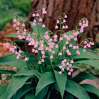 Pink Lily Of The Valley
