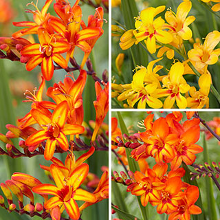 Crocosmia Firestars Bulb Collection
